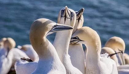 Kaiyun官方登录入口-【智能裁判】未来棒球比赛的“守门员”？，棒球守门员衣服