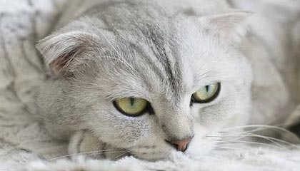 开云体育网页入口-_运动员心声：比赛中的高压与自我调节_，运动员高压低压多少正常