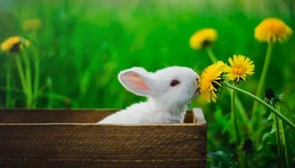 开云电竞-【防守大师】马克·塞尔比：细节中的智慧之光，马克塞尔比冠军一览